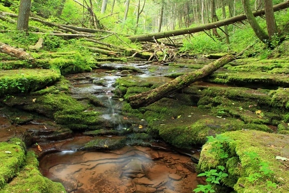 Річка природи вода, мох, краєвид, листя, дерево, водоспад, ліс