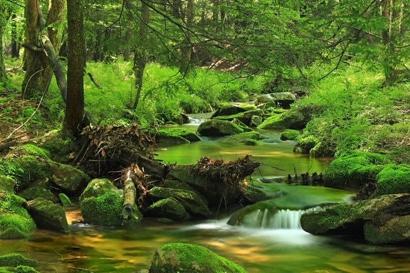 drevo, prírody, vody, príroda, leaf, strom, moss, vodopád, lesa