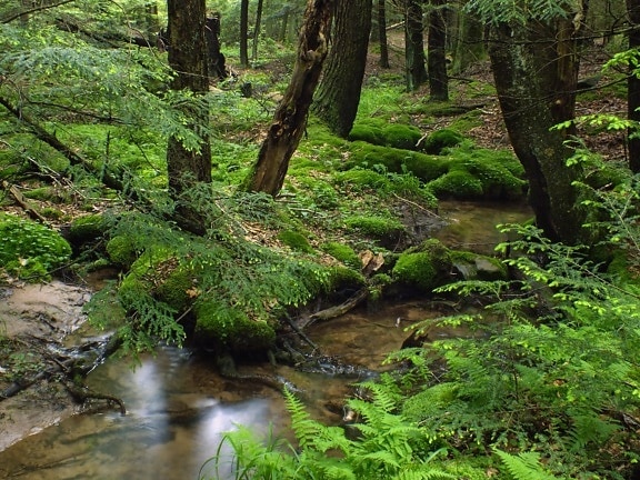wood, nature, water, forest, landscape, moss, river, tree, stream, leaf