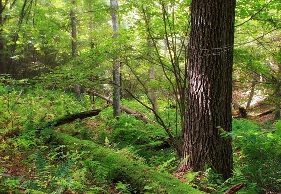 dřevo, strom, příroda, dub, Les, krajina, list, životní prostředí