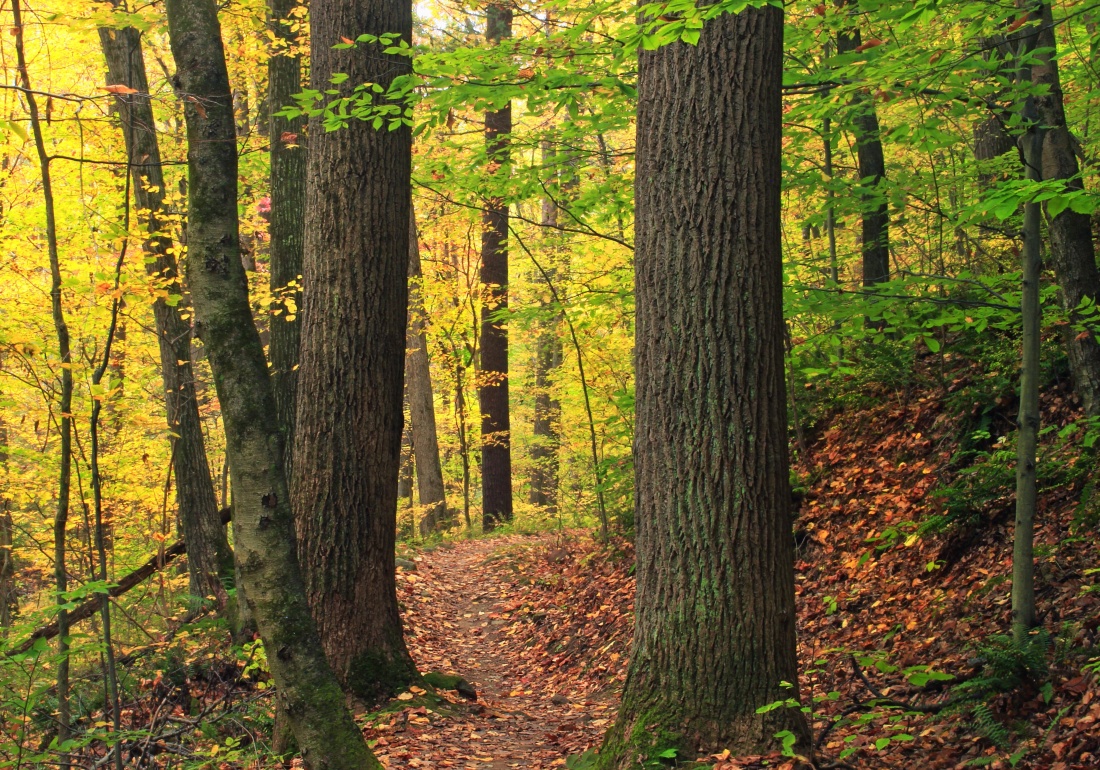 legno, foglia, albero, natura, rovere, autunno, paesaggio, foresta, percorso