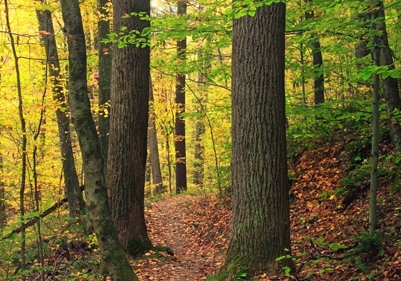 木、葉、木、自然、オーク、秋、風景、森、経路