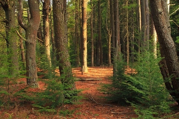 dřevo, strom, krajina, dub, jehličnatý, příroda, listí, evergreen, lesní