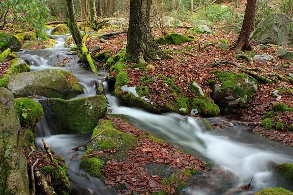 drevo, list, príroda, stream, vody, moss, creek, vodopád, krajina
