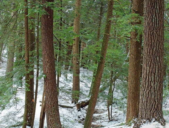 dřevo, strom, jehličnatý, příroda, sníh, chlad, mráz, evergreen, krajina, borovice
