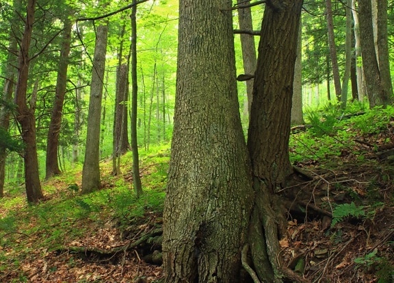 dřevo, strom, příroda, list, kořen, Les, dub, krajina, kůra