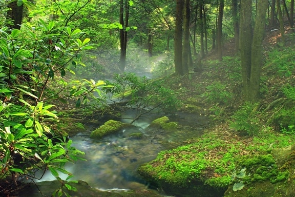 dřevo, příroda, listí, krajina, strom, deštný prales, prostředí, voda