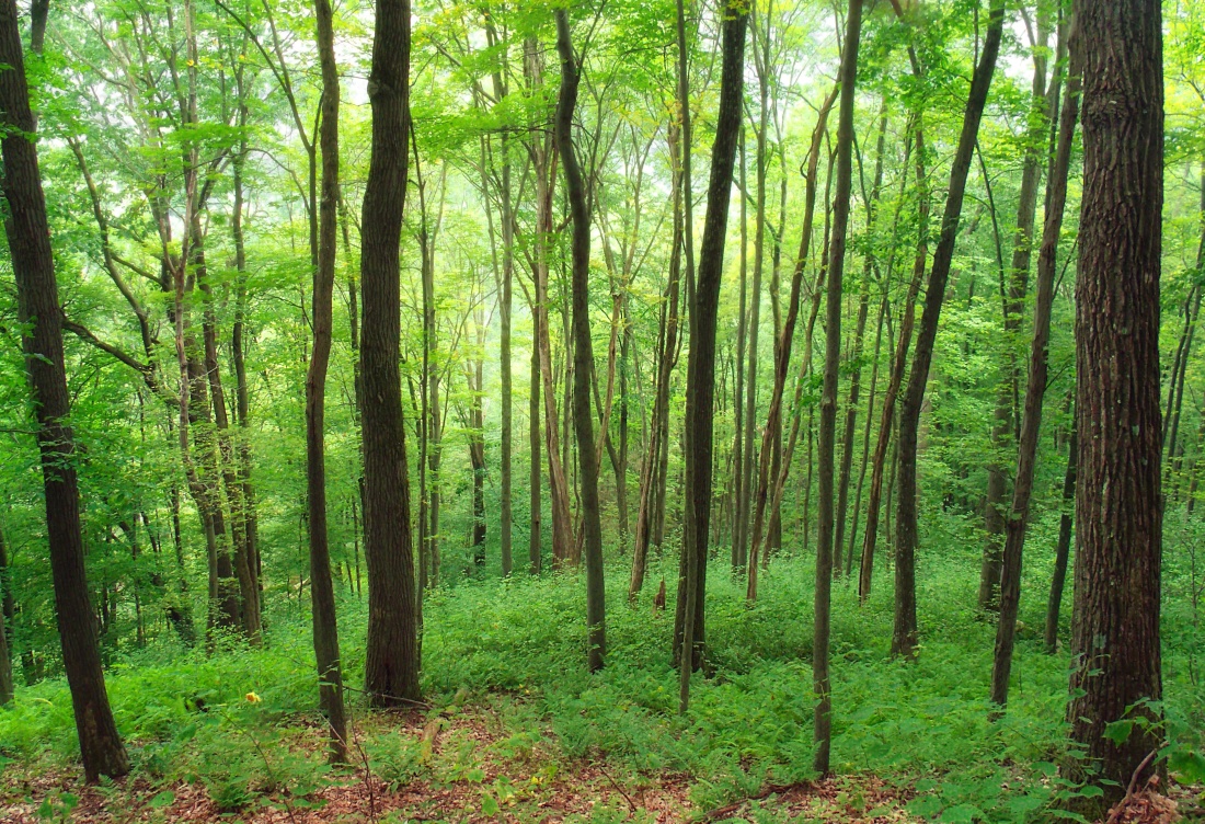 ξύλο, τοπίο, φύση, φύλλο, δέντρο, αυγή, περιβάλλον, φτέρη, πράσινο, δάσος