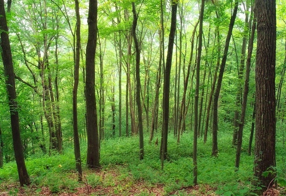drevo, krajina, príroda, lístie, strom, dawn, prostredie, papraď, zelená, lesa