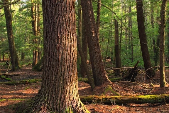 дървен материал, дърво, природата, корен, дъб, листа, пейзаж, околна среда