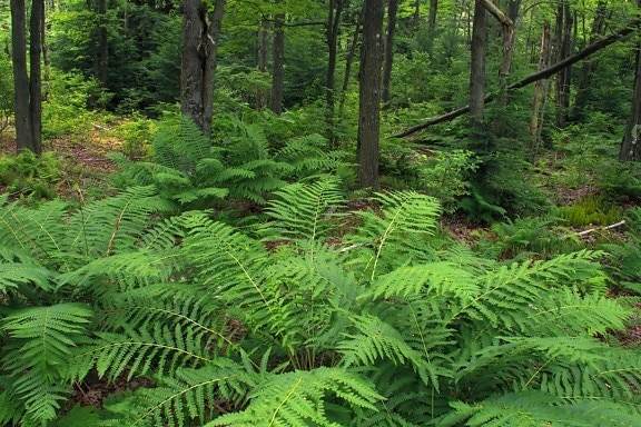 ไม้ ธรรมชาติ เฟิร์น ใบ ป่า สีเขียว นิเวศวิทยา ฤดูร้อน โรงงาน