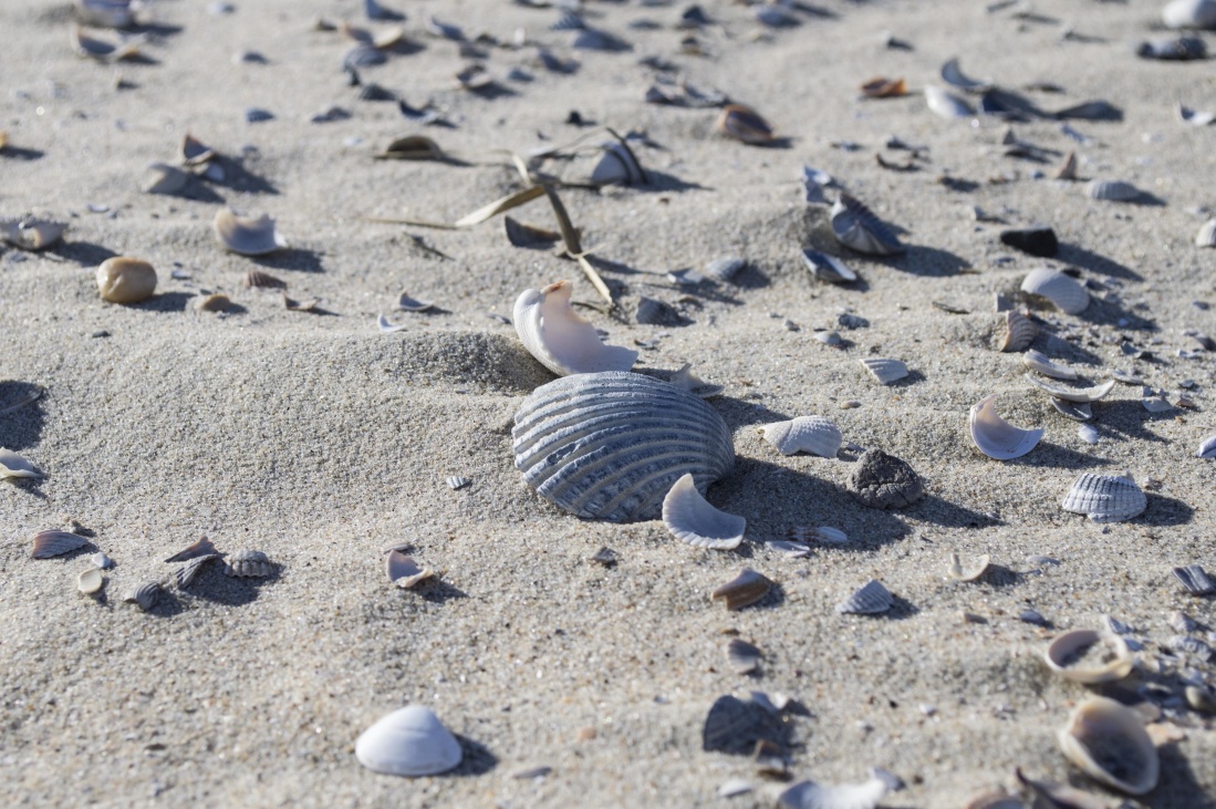strand, zand, kust, oever, shell, natuur, grond, bodem