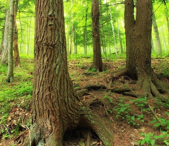 wood, tree, nature, leaf, landscape, root, oak, bark, environment