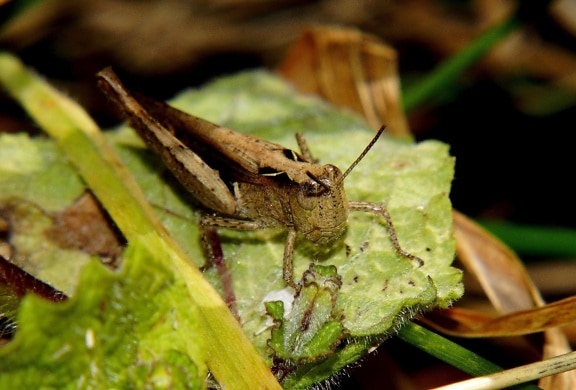 ใบ ธรรมชาติ ตั๊กแตน แมลง สัตว์ขา ปล้อง invertebrate