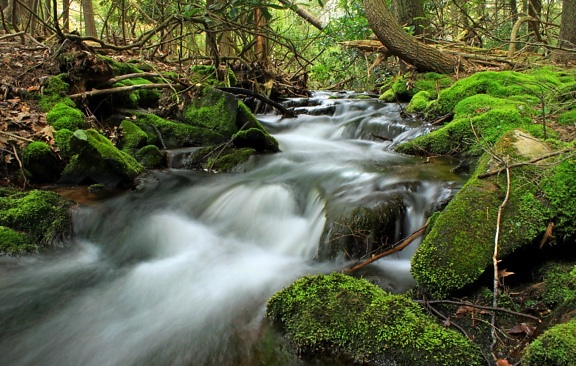 apă, cascada, râu, pădure, flux, natura, lemn, moss, creek, frunze