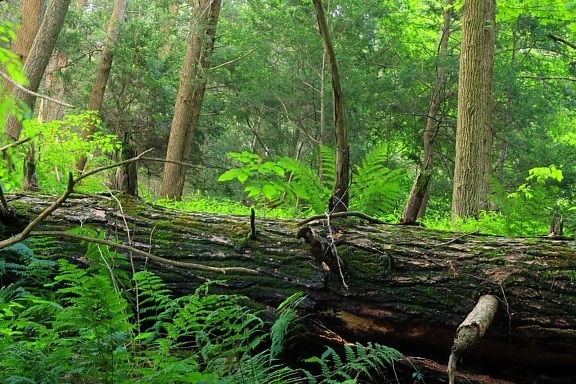 dřevo, příroda, strom, listy, krajina, kapradí, dub, prostředí, Les