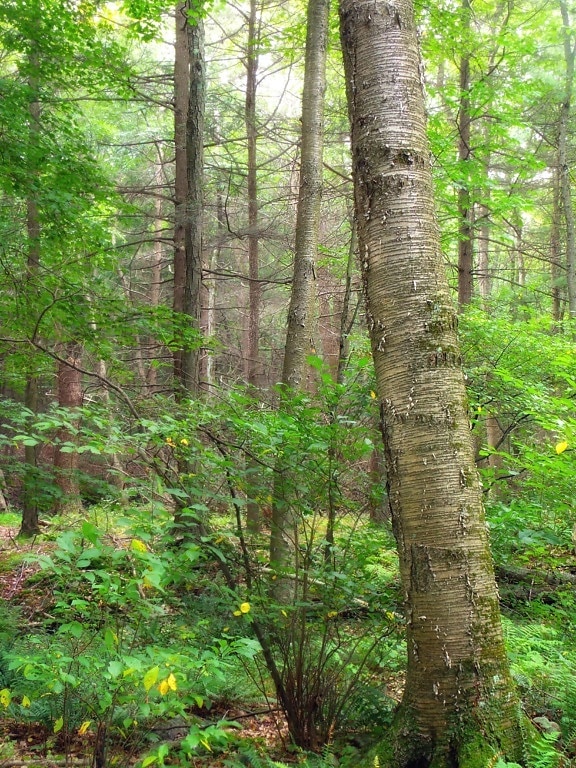 bois, nature, lichen, arbre, feuille, paysage, mousse, fougère, herbe, forêt