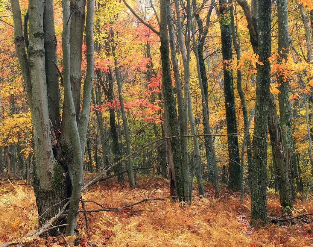 drewno, liść, drzewo, krajobraz, jesień, natura, buk, mgła, mgła, Świt, lasu