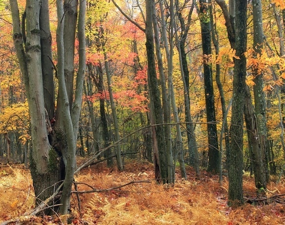 ξύλο, φύλλα, δέντρο, τοπίο, το φθινόπωρο, φύση, οξιά, ομίχλη, ομίχλη, αυγή, δάσος