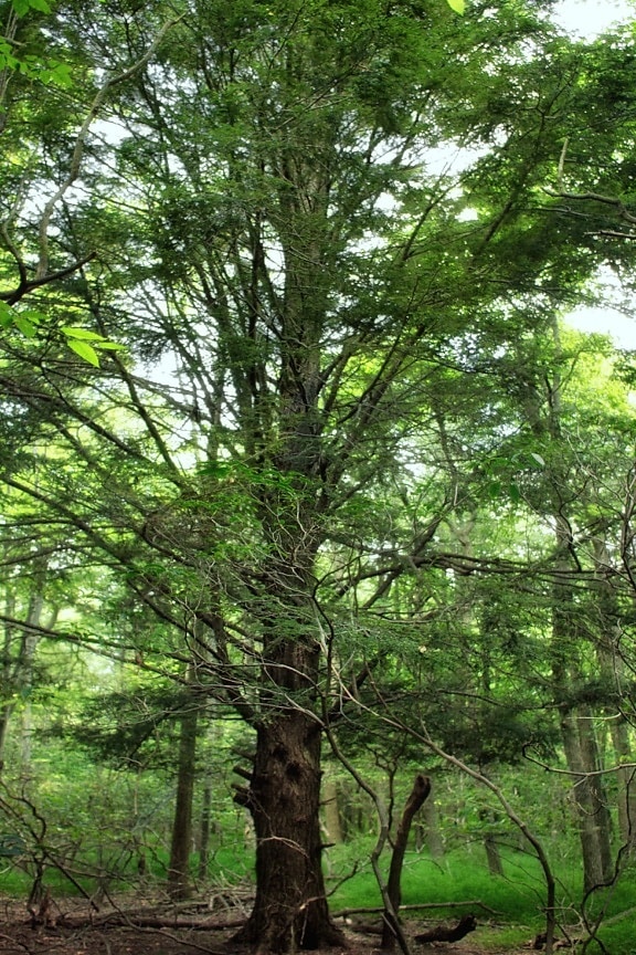 ไม้ ต้นไม้ ธรรมชาติ ใบ ภูมิทัศน์ ป่า สิ่งแวดล้อม พืช โอ๊ค ป่า