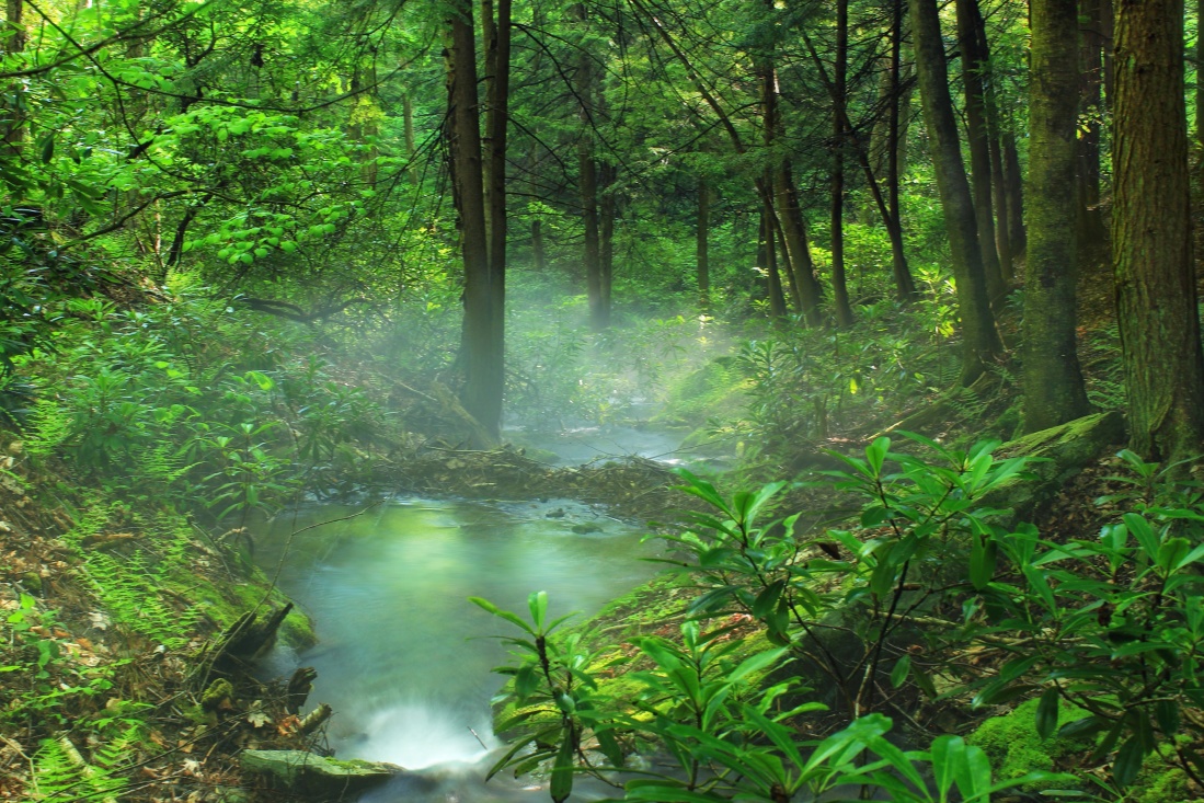 деревини краєвид природи, листя, туман, Лишайник, дерево, води, навколишнього середовища, літо