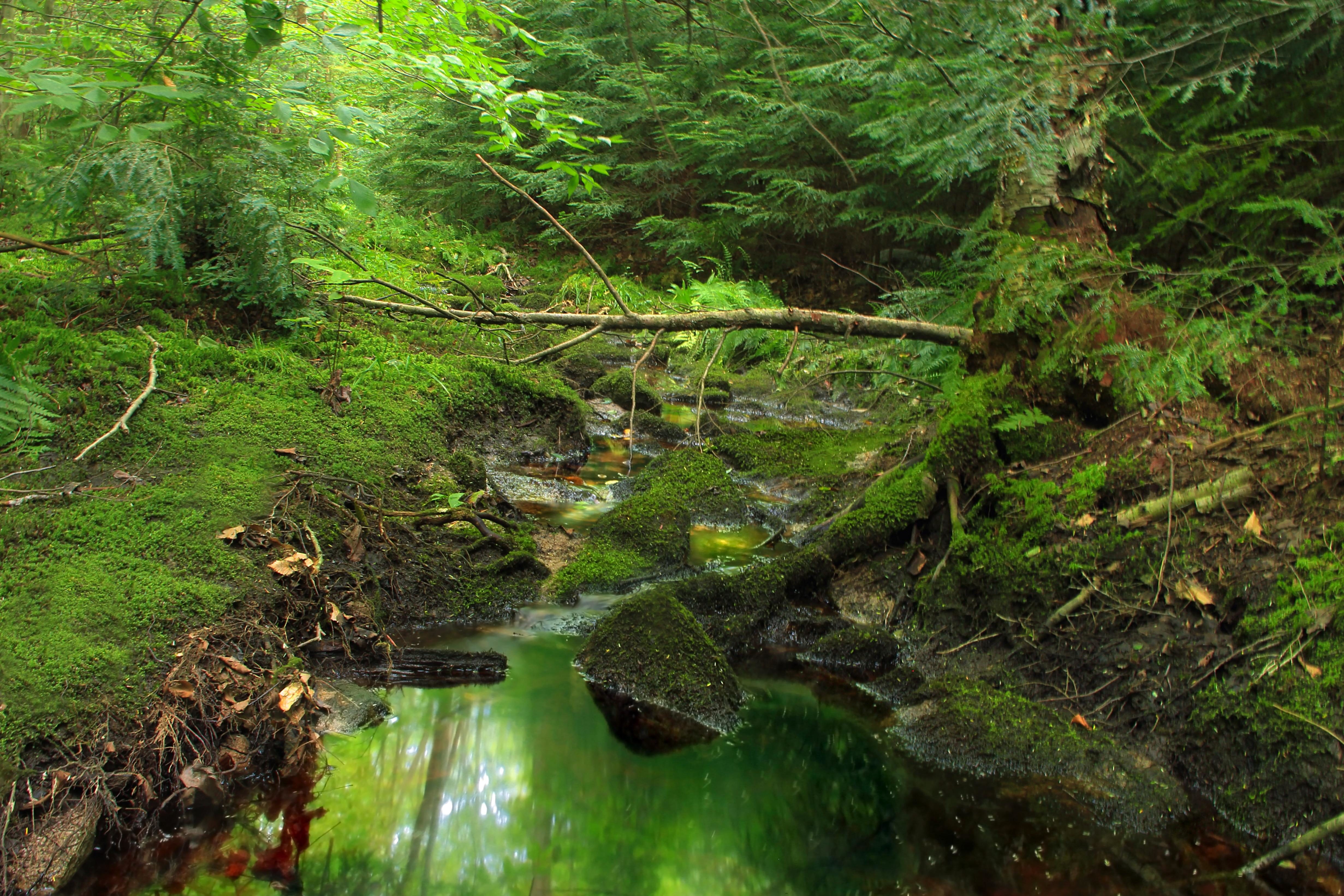 Free Picture Water Wood Nature Moss Landscape Leaf River Tree