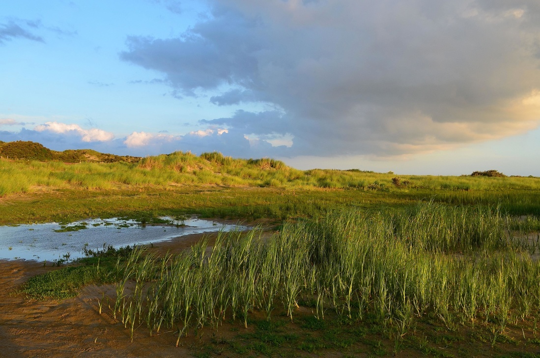 paisaje, agua, tierra, cielo, hierba, pantano, pantano, verano, vegetación