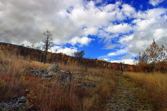 krajina, strom, příroda, obloha, dřevo, hill, podzim, mrak