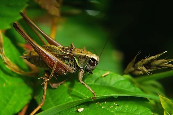 nature, insect, grasshopper, animal, wildlife, invertebrate, arthropod