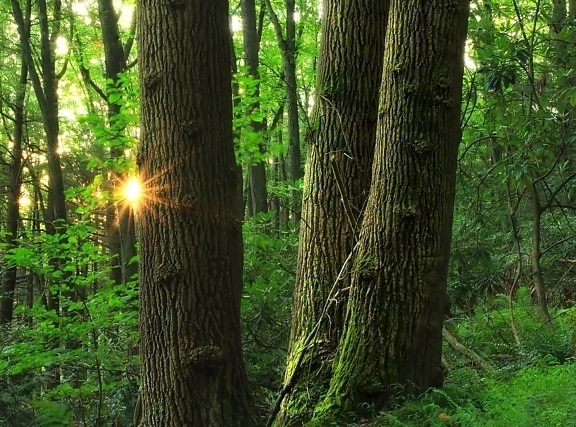 dřevo, strom, příroda, krajina, list, prostředí, denní světlo, flora, léto, slunce