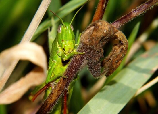 insect, grasshopper, wildlife, animal, invertebrate, nature, leaf