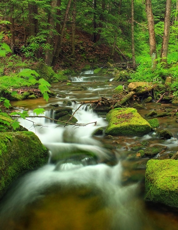 vesi, vesiputous, stream, puu, luonto, river, moss, creek, lehtiä