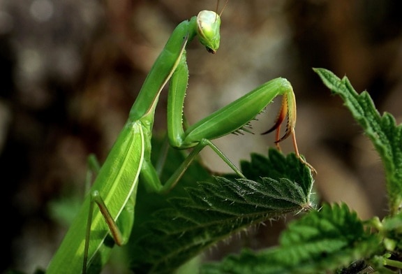 ใบ ธรรมชาติ แมลง พืช ตั๊กแตนตำข้าว สัตว์ขาปล้อง สีเขียว แมโคร