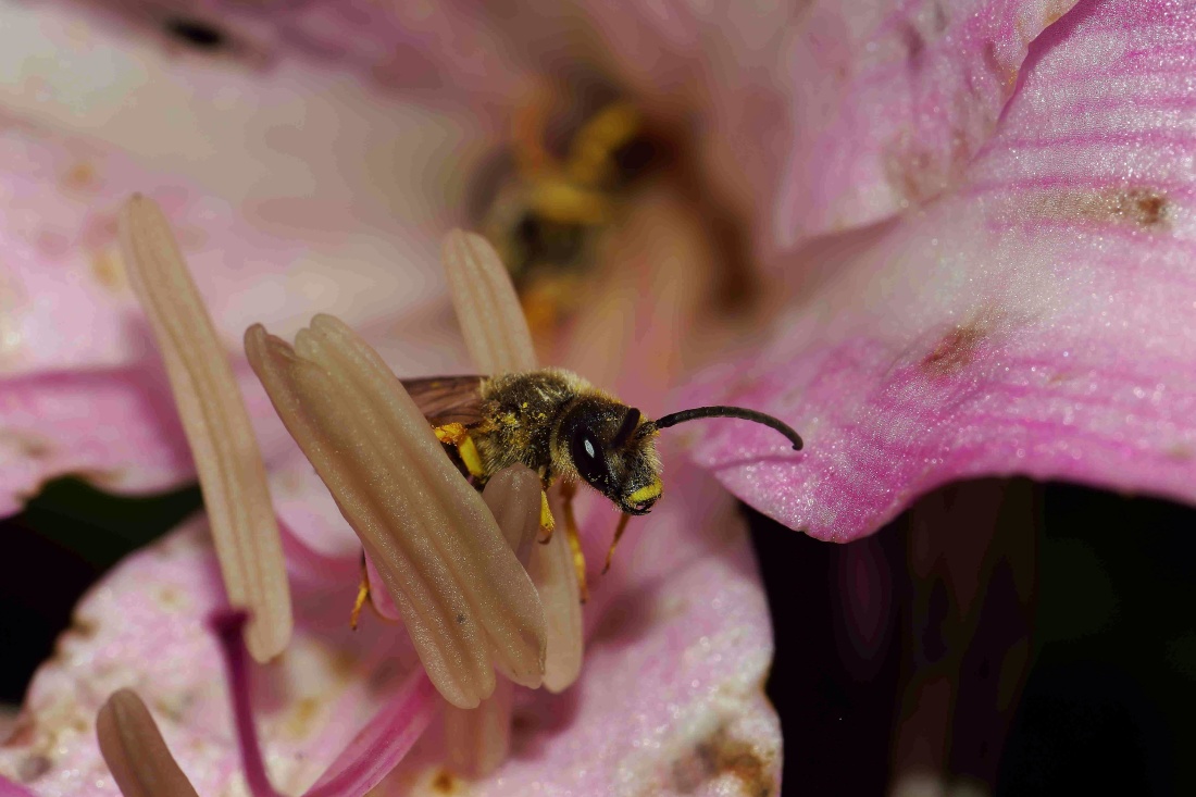 осы, цветок, природа, пчелы, насекомое, пыльца, членистоногих