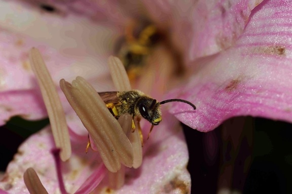 vosa, květina, příroda, včela, hmyz, pyl, členovci