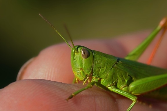 insekt gräshoppa, ryggradslösa djur, vilda djur, natur, locust, djur