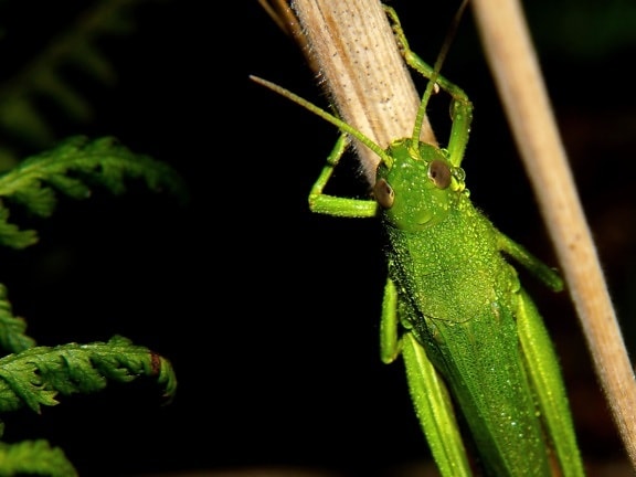 grasshopper, insect, invertebrate, leaf, wildlife, nature, arthropod