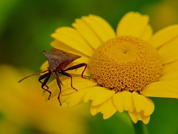 ธรรมชาติ แมลง ดอกไม้ ฟลอรา เดซี่ ฤดูร้อน สีเหลือง ดอกทานตะวัน