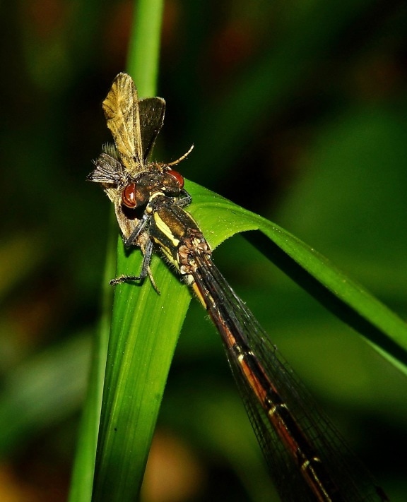 insekt, dragonfly, virvelløse dyr, natur, dyr, dyreliv, entomologi