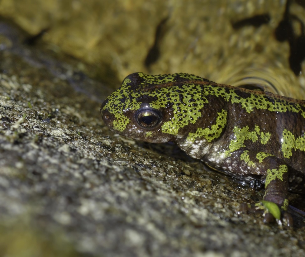 Salamander amphibian, wildlife, matelija, luonto, eläin, lizard, biologia