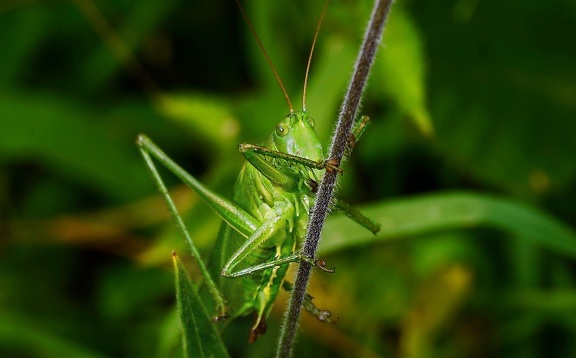 rovar grasshopper, levél, gerinctelen, természet, makró, vadon élő állatok