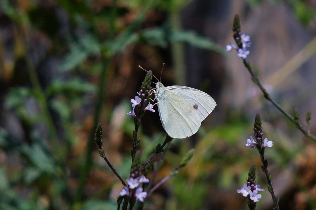 Бабочка, насекомых, природа, цветок., белый, беспозвоночных, нектар, биология