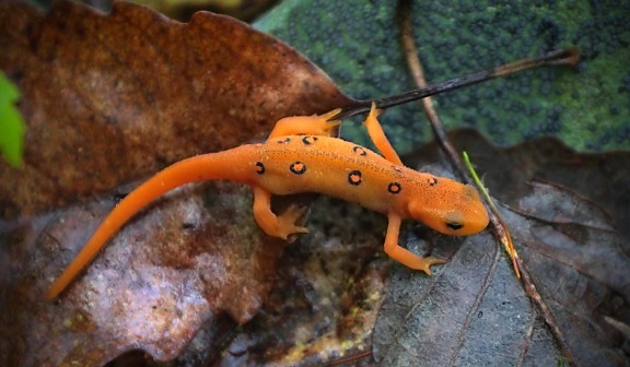salamander, animal, vertebrate, fauna, colorful, toxic, lizard