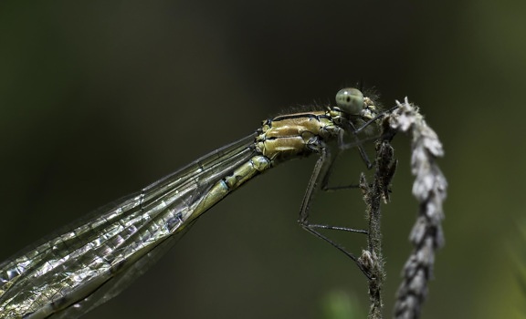 Dragonfly, насекоми, безгръбначни, дивата природа, природа, животни, членестоноги
