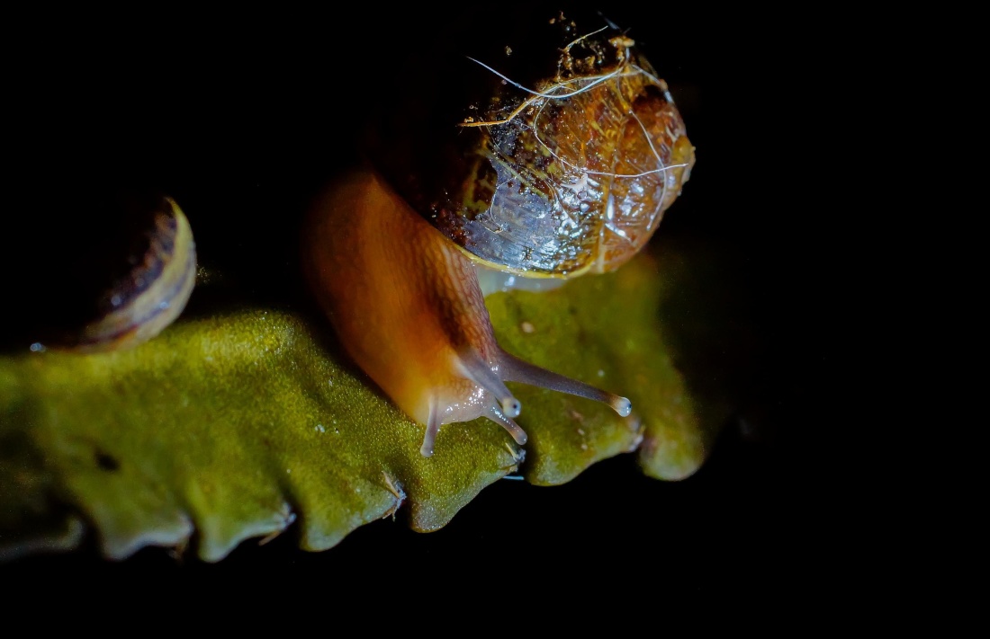 безгръбначни, тъмно, gastropod, охлюв, природа, нощни, биология