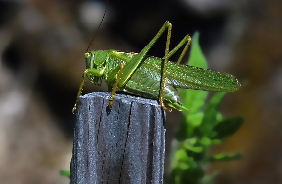 grasshopper, insect, invertebrate, wildlife, nature, leaf, animal