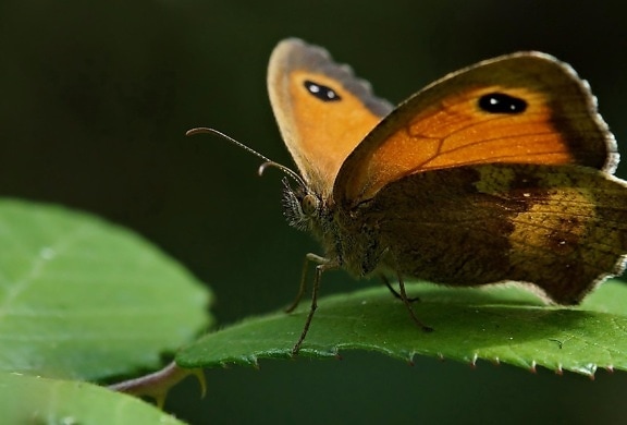 butterfly, insect, invertebrate, wildlife, nature, biology