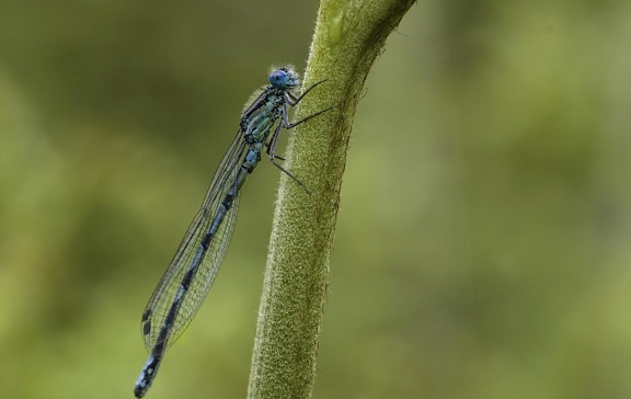 Dragonfly, έντομο, φύση, άγρια ζωή, αρθρόποδα, ασπόνδυλα