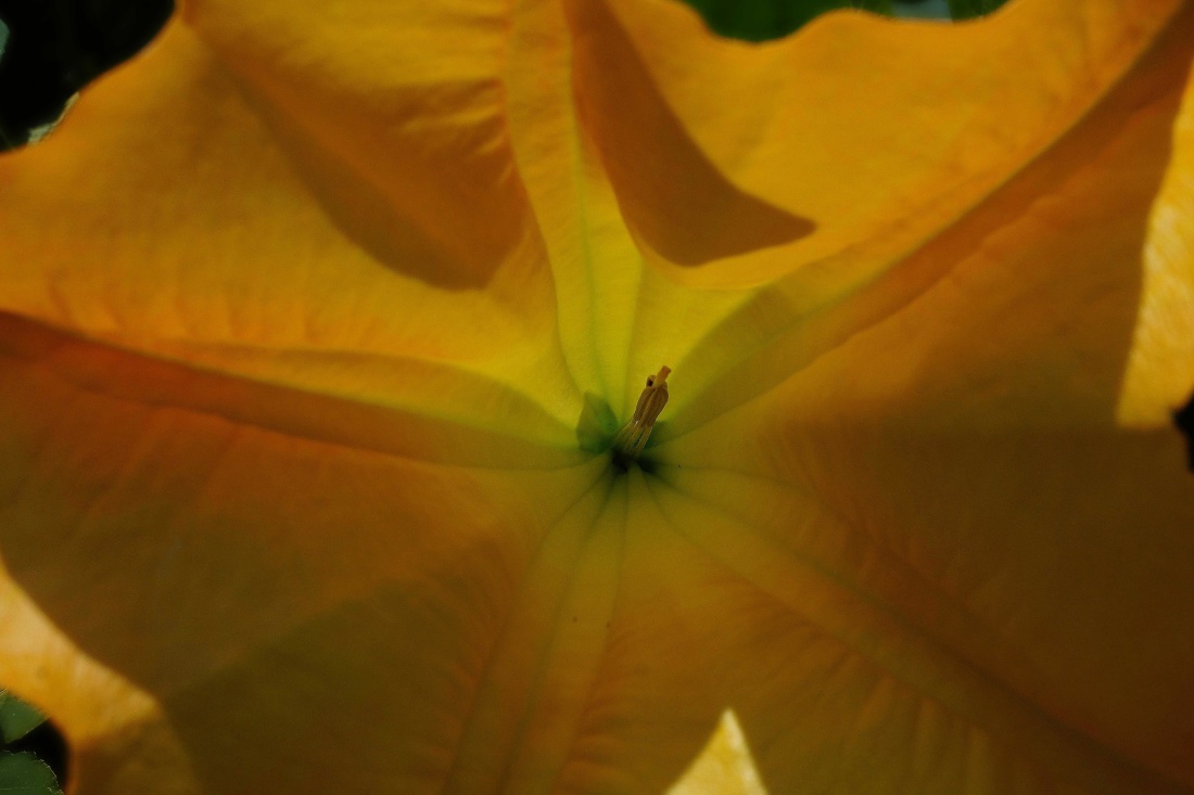 ใบ พืช ธรรมชาติ ดอกไม้ สีเหลือง ศาลา แมโคร