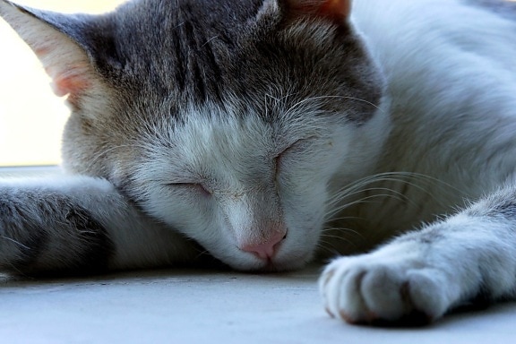 แมว สัตว์ สัตว์เลี้ยง น่า รัก ลูกแมว แนวตั้ง นอนหลับ ขน